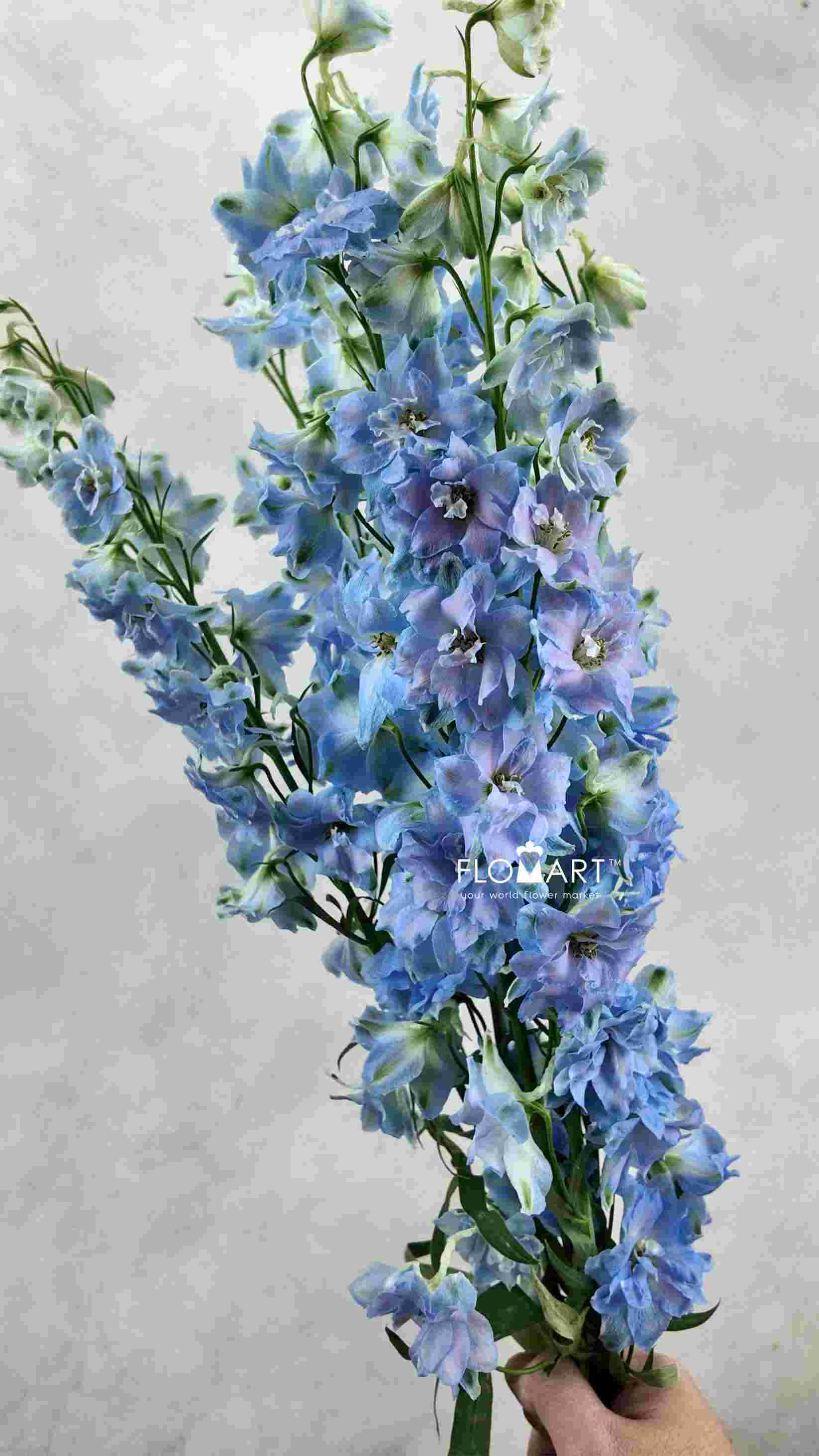 Delphinium el Dewi Boy - Image 1