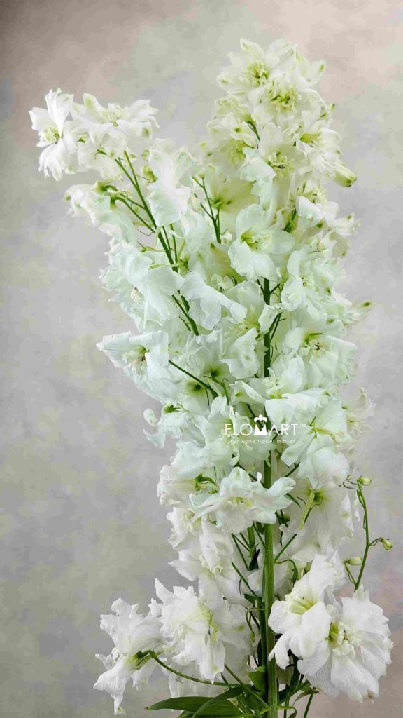 Delphinium el Dewi Impressive White