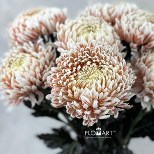 Chriysanthemum dy Zhenyang Choco Vanila