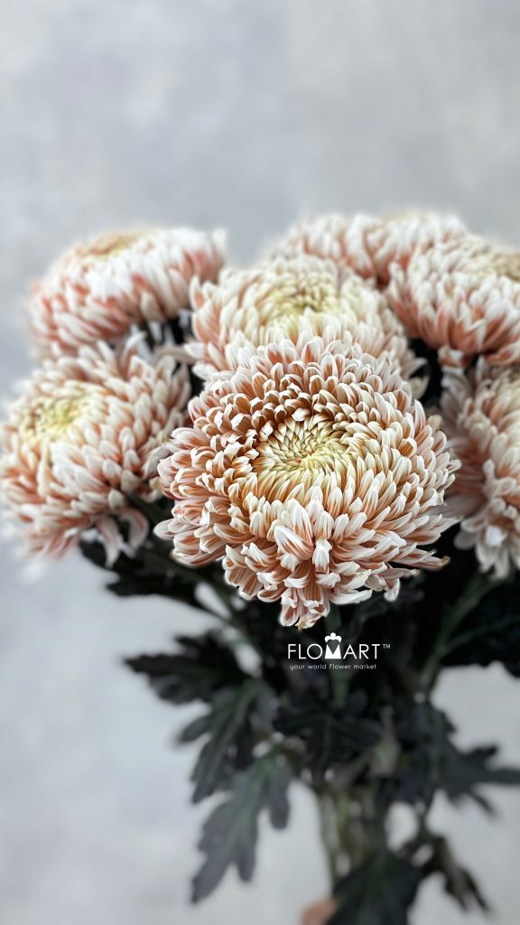Chriysanthemum dy Zhenyang Choco Vanila