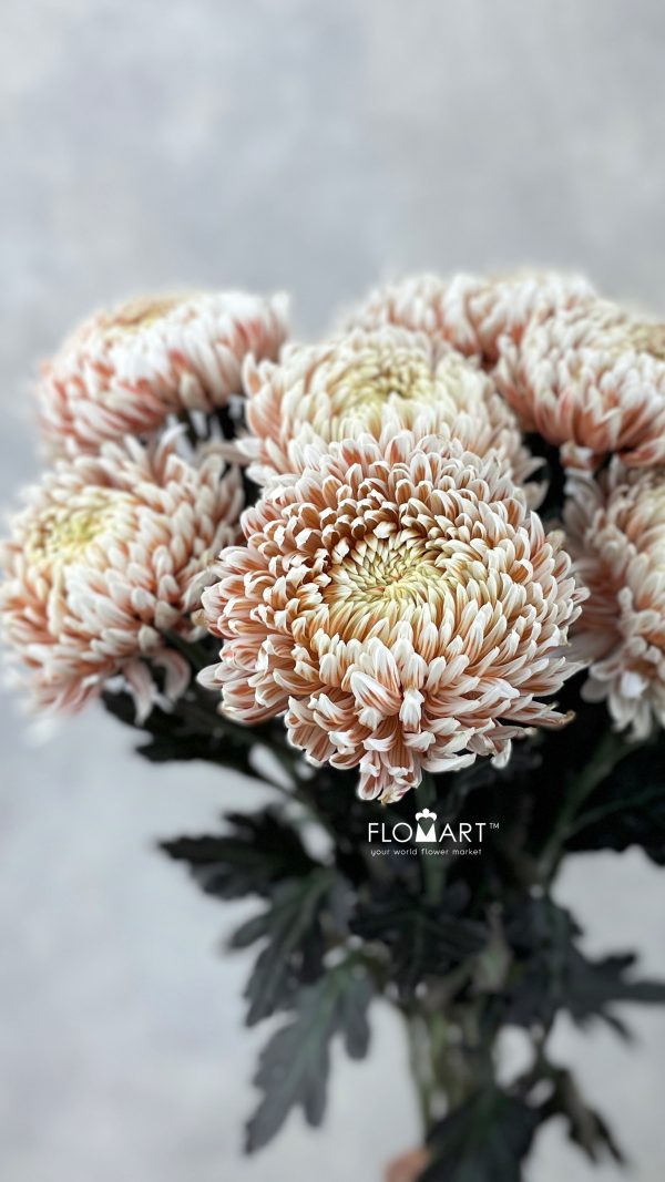Chriysanthemum dy Zhenyang Choco Vanila Chriysanthemum dy Zhenyang Choco Vanila