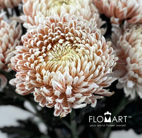 Chriysanthemum dy Zhenyang Choco Vanila
