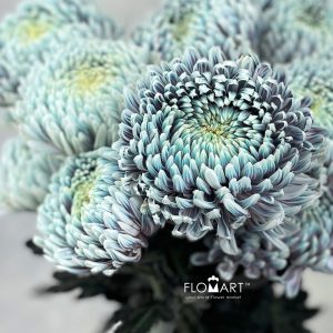 Chriysanthemum dy Zhenyang Ghost Lilac