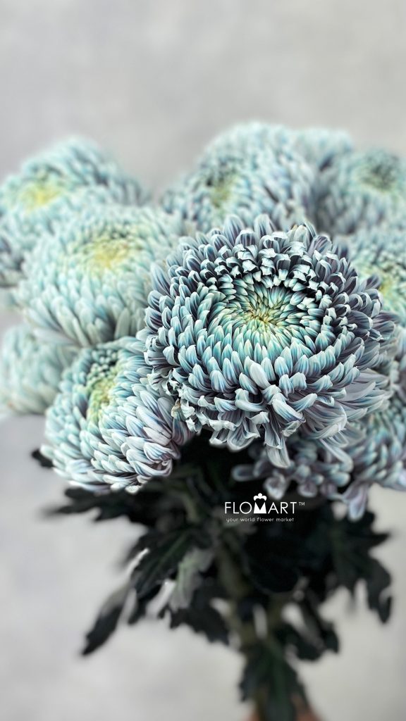 Chriysanthemum dy Zhenyang Ghost Lilac