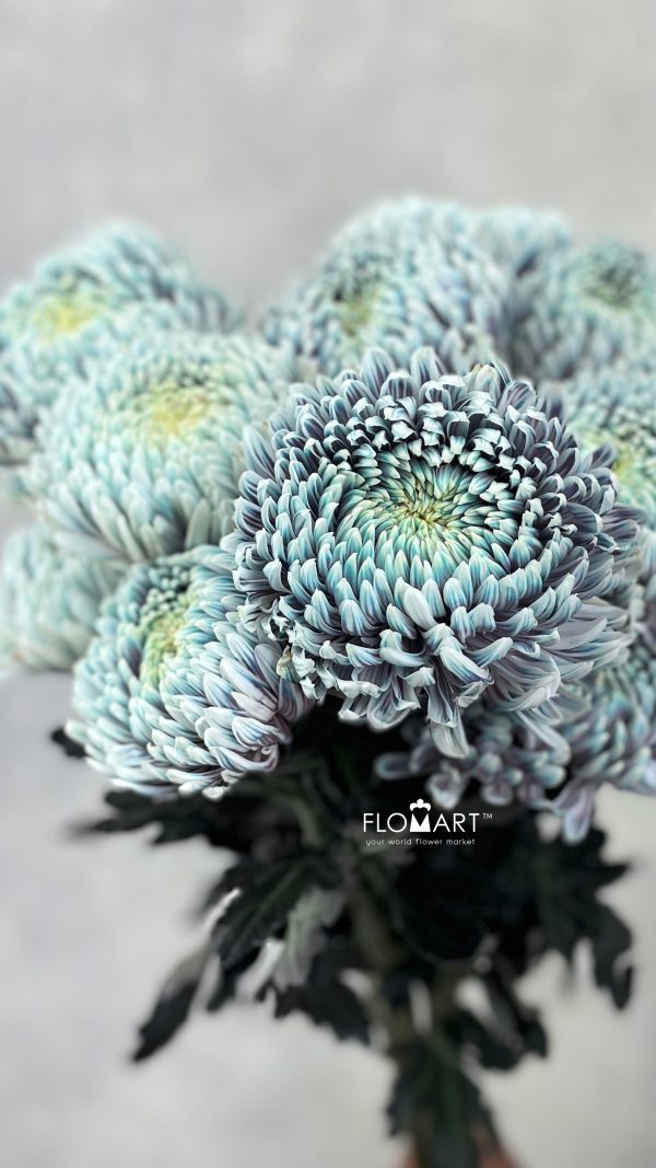 Chriysanthemum dy Zhenyang Ghost Lilac