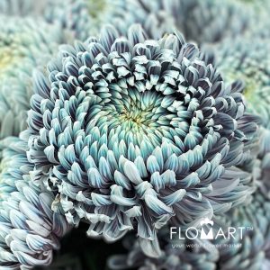 Chriysanthemum dy Zhenyang Ghost Lilac - Image 2