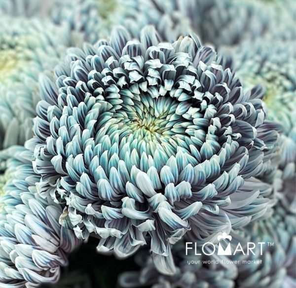 Chriysanthemum dy Zhenyang Ghost Lilac