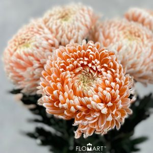 Chriysanthemum dy Zhenyang Misty Nemo