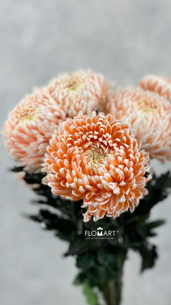 Chriysanthemum dy Zhenyang Misty Nemo