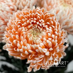 Chriysanthemum dy Zhenyang Misty Nemo - Image 2