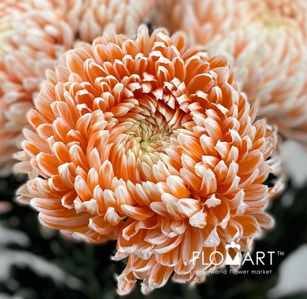 Chriysanthemum dy Zhenyang Misty Nemo