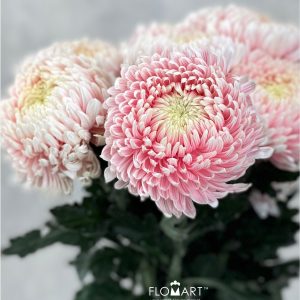 Chriysanthemum dy Zhenyang Pink