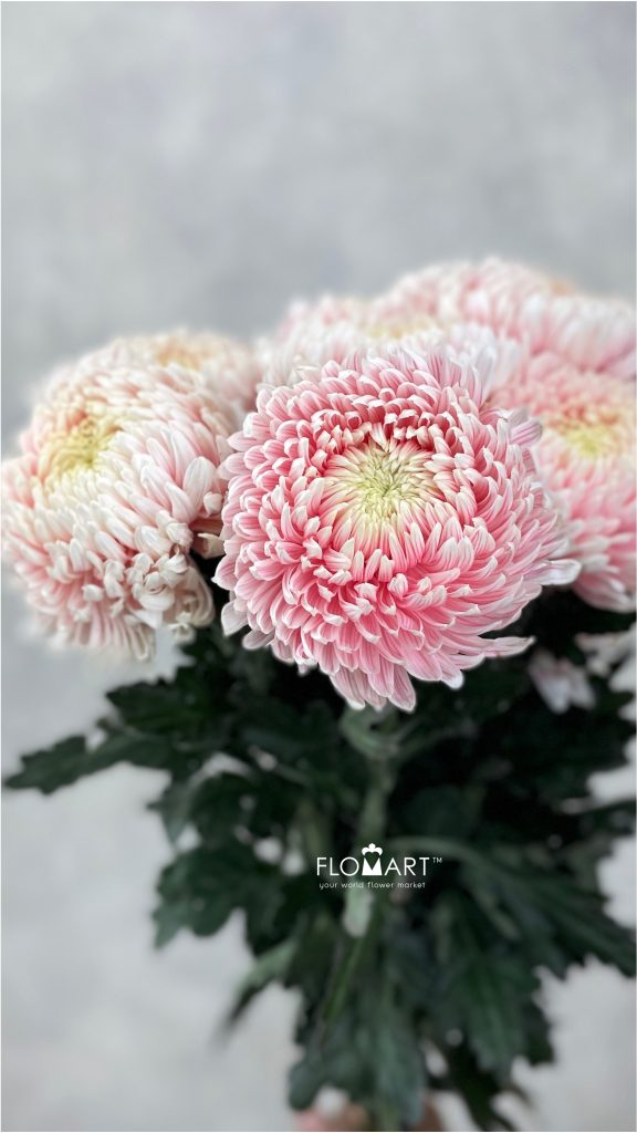 Chriysanthemum dy Zhenyang Pink