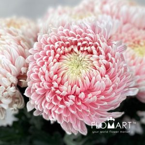 Chriysanthemum dy Zhenyang Pink - Image 2
