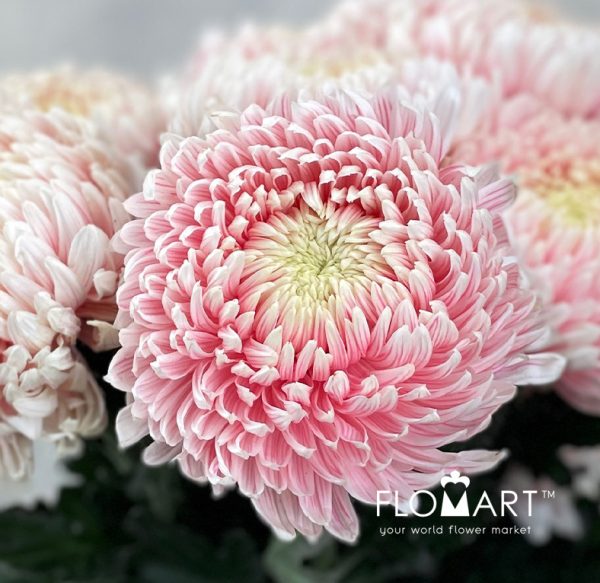 Chriysanthemum dy Zhenyang Pink