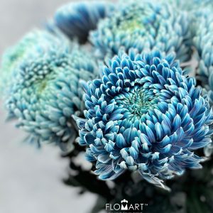 Chriysanthemum dy Zhenyang Smoke Denim