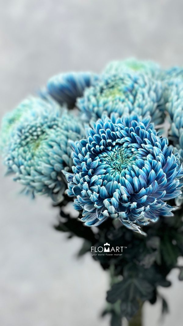 Chriysanthemum dy Zhenyang Smoke Denim