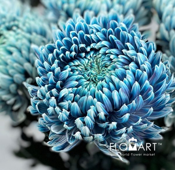 Chriysanthemum dy Zhenyang Smoke Denim