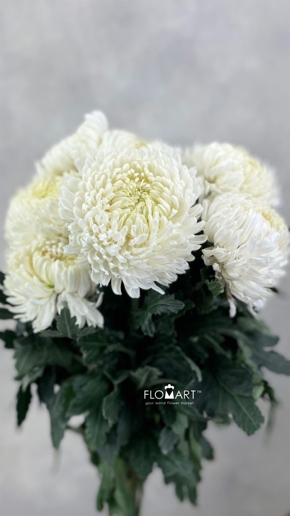 Chriysanthemum dy Zhenyang White