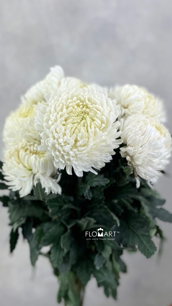 Chriysanthemum dy Zhenyang White