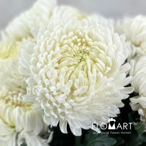 Chriysanthemum dy Zhenyang White - Image 2