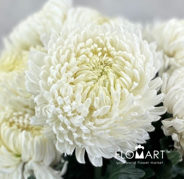 Chriysanthemum dy Zhenyang White