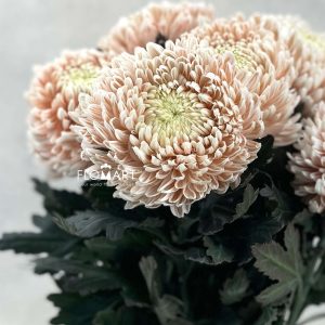 Chrysanthemum dy Zhenyang Choco Vanilla - Image 2