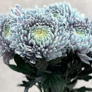 Chrysanthemum dy Zhenyang Ghost Lilac - Image 2