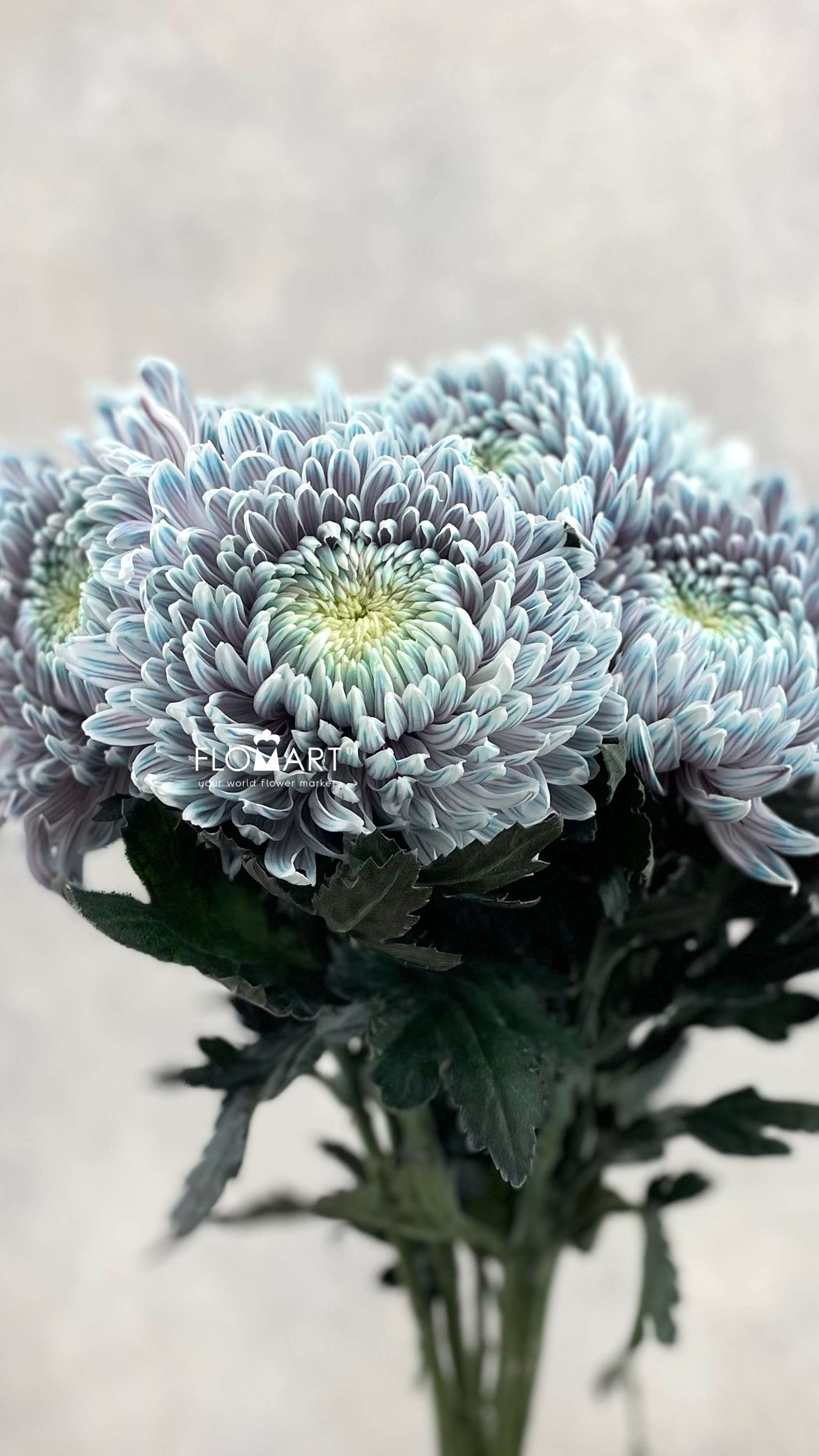 Chriysanthemum dy Zhenyang Ghost Lilac - Image 1