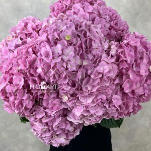Hydrangea Dark Pink