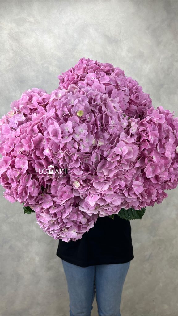 Hydrangea Dark Pink