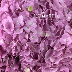 Hydrangea Dark Pink - Image 2