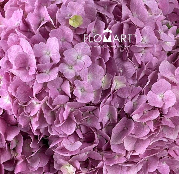 Hydrangea Dark Pink