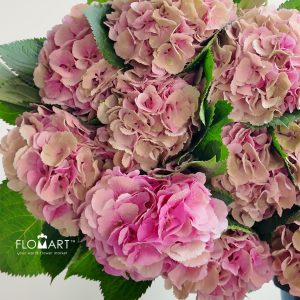 Hydrangea Elbtal Classic