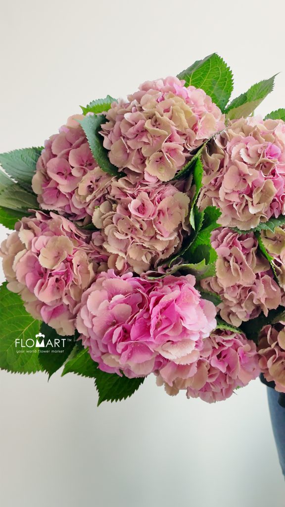 Hydrangea Elbtal Classic
