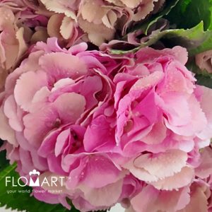 Hydrangea Elbtal Classic - Image 2