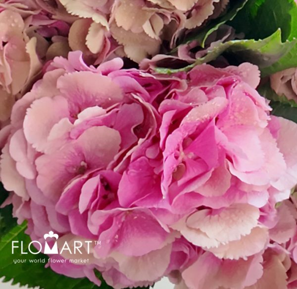 Hydrangea Elbtal Classic