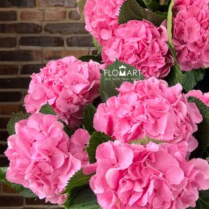 Hydrangea Elbtal Pink