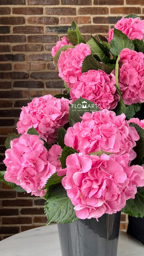 Hydrangea Elbtal Pink