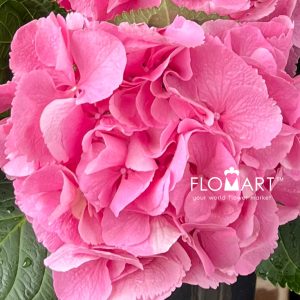 Hydrangea Elbtal Pink - Image 2