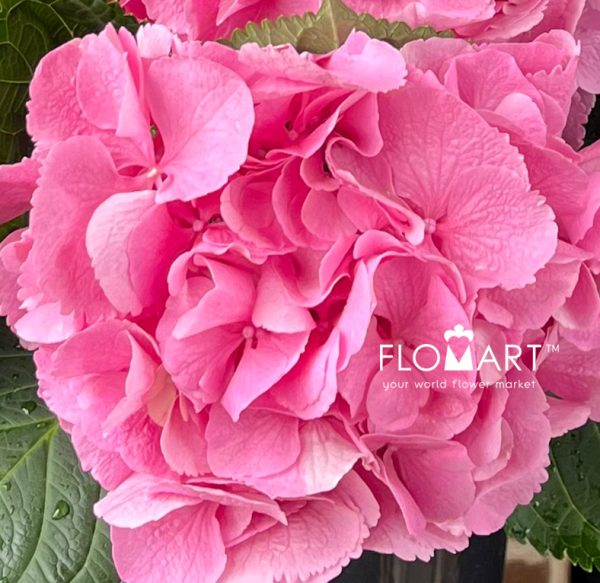 Hydrangea Elbtal Pink