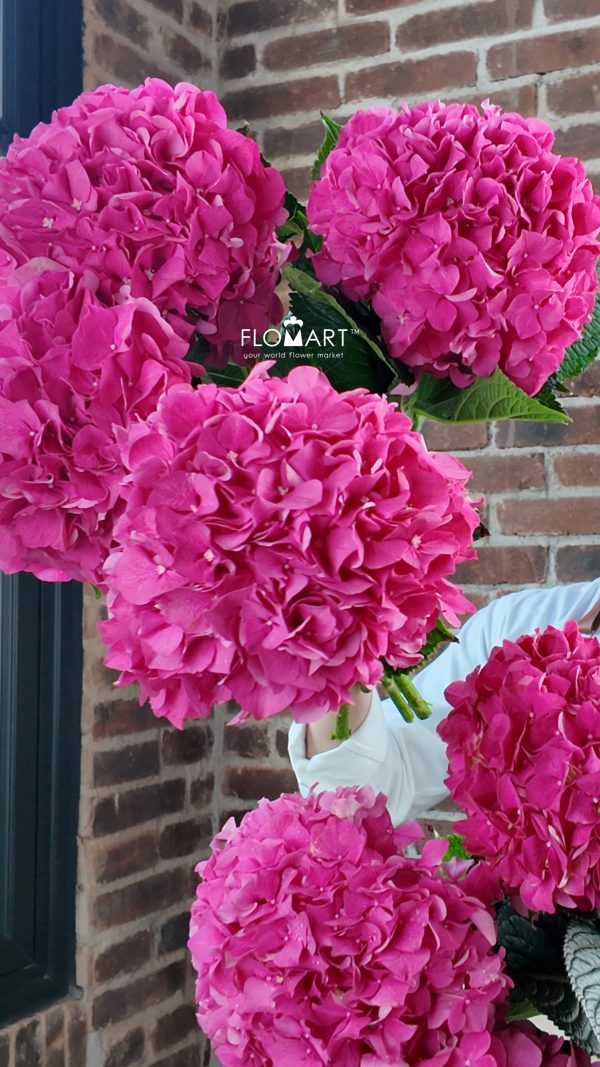 Hydrangea Glowing Alps