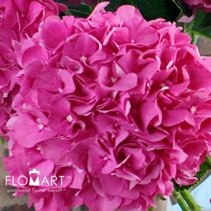 Hydrangea Glowing Alps - Image 2