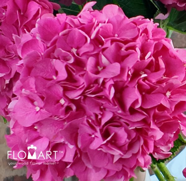 Hydrangea Glowing Alps