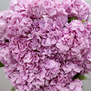 Hydrangea Irene
