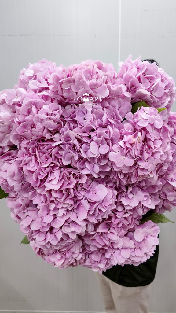 Hydrangea Irene