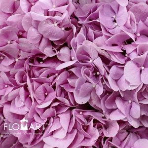 Hydrangea Irene - Image 2