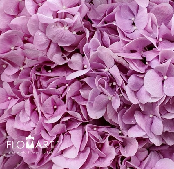 Hydrangea Irene