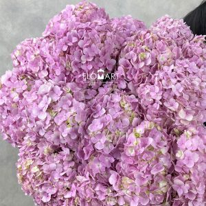 Hydrangea Light Pink