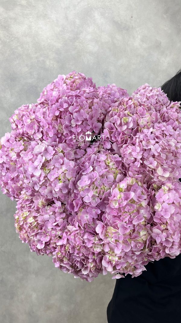 Hydrangea Light Pink